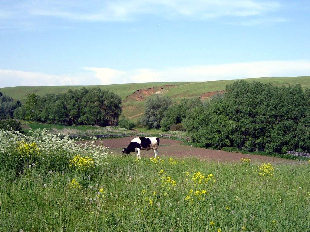 Атнинский район корова.jpg